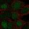 Triosephosphate Isomerase 1 antibody, HPA050924, Atlas Antibodies, Immunofluorescence image 