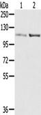 SUMO Specific Peptidase 7 antibody, TA350402, Origene, Western Blot image 