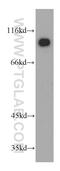 KN motif and ankyrin repeat domain-containing protein 2 antibody, 21733-1-AP, Proteintech Group, Western Blot image 