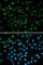 Activating Transcription Factor 6 antibody, A0202, ABclonal Technology, Immunofluorescence image 