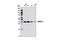 RNF2 antibody, 5694P, Cell Signaling Technology, Western Blot image 