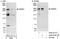 Glutamine And Serine Rich 1 antibody, A302-071A, Bethyl Labs, Immunoprecipitation image 