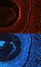 Reticulon 4 antibody, AF6596, R&D Systems, Immunohistochemistry frozen image 