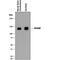 Neuronal Cell Adhesion Molecule antibody, AF8538, R&D Systems, Western Blot image 