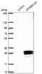 Apolipoprotein B MRNA Editing Enzyme Catalytic Subunit 3A antibody, NBP1-88999, Novus Biologicals, Western Blot image 