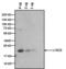  antibody, MA5-14700, Invitrogen Antibodies, Western Blot image 