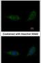 Complement C1q A Chain antibody, PA5-29586, Invitrogen Antibodies, Immunofluorescence image 