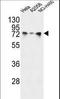 Heat Shock Protein Family A (Hsp70) Member 5 antibody, LS-C165064, Lifespan Biosciences, Western Blot image 