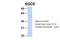 Sarcoglycan Epsilon antibody, 26-132, ProSci, Western Blot image 