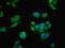 Branched Chain Amino Acid Transaminase 1 antibody, LS-C396248, Lifespan Biosciences, Immunofluorescence image 