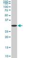 Syntaxin 4 antibody, H00006810-M04, Novus Biologicals, Western Blot image 