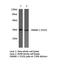 CD226 Molecule antibody, LS-C175898, Lifespan Biosciences, Western Blot image 