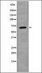 Kinesin Family Member 1C antibody, orb335759, Biorbyt, Western Blot image 
