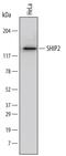 Inositol Polyphosphate Phosphatase Like 1 antibody, MAB5389, R&D Systems, Western Blot image 