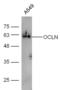 Occludin antibody, orb11181, Biorbyt, Western Blot image 