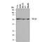 Transforming Growth Factor Beta 2 antibody, MAB73461, R&D Systems, Western Blot image 