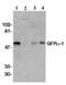 GDNF Family Receptor Alpha 1 antibody, ab8026, Abcam, Western Blot image 