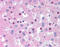Solute Carrier Family 25 Member 47 antibody, MBS420048, MyBioSource, Immunohistochemistry frozen image 