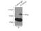 Protocadherin Alpha 2 antibody, 10127-2-AP, Proteintech Group, Immunoprecipitation image 