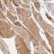 Deoxyribonuclease 1 Like 1 antibody, FNab02475, FineTest, Immunohistochemistry paraffin image 