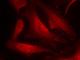 Cell Division Cycle 25C antibody, NB100-81841, Novus Biologicals, Immunofluorescence image 