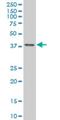 Transcription Factor AP-4 antibody, H00007023-M01, Novus Biologicals, Western Blot image 