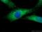 RAN Binding Protein 9 antibody, 17755-1-AP, Proteintech Group, Immunofluorescence image 