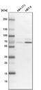 G Protein Nucleolar 3 Like antibody, PA5-57607, Invitrogen Antibodies, Western Blot image 