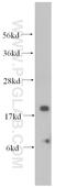 NADH dehydrogenase [ubiquinone] 1 alpha subcomplex subunit 8 antibody, 15064-1-AP, Proteintech Group, Western Blot image 