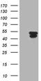 Keratin 31 antibody, TA811097S, Origene, Western Blot image 