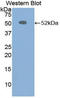 Chromogranin B antibody, LS-C302925, Lifespan Biosciences, Western Blot image 