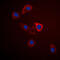 G Protein-Coupled Receptor 75 antibody, GTX55193, GeneTex, Immunofluorescence image 