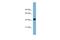 GPALPP Motifs Containing 1 antibody, A14903, Boster Biological Technology, Western Blot image 