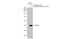 Indoleamine 2,3-Dioxygenase 1 antibody, GTX634652, GeneTex, Western Blot image 