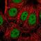 Regulatory Factor X1 antibody, NBP2-13223, Novus Biologicals, Immunofluorescence image 