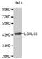 Galectin 9 antibody, MBS129896, MyBioSource, Western Blot image 