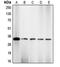 Cyclin Dependent Kinase 2 antibody, MBS821488, MyBioSource, Western Blot image 