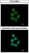 Serrate, RNA Effector Molecule antibody, GTX119872, GeneTex, Immunocytochemistry image 