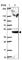 Tripartite Motif Containing 44 antibody, HPA057633, Atlas Antibodies, Western Blot image 