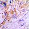 SP5 antibody, LS-C667988, Lifespan Biosciences, Immunohistochemistry paraffin image 