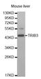 Tribbles Pseudokinase 3 antibody, STJ25963, St John