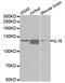 Interleukin 16 antibody, A1764, ABclonal Technology, Western Blot image 