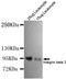 Integrin Subunit Beta 3 antibody, STJ99085, St John