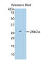 Farnesyl-Diphosphate Farnesyltransferase 1 antibody, LS-C293820, Lifespan Biosciences, Western Blot image 
