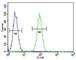 Fascin Actin-Bundling Protein 3 antibody, F49847-0.4ML, NSJ Bioreagents, Flow Cytometry image 