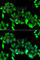 G Protein-Coupled Receptor Kinase 6 antibody, A6379, ABclonal Technology, Immunofluorescence image 