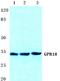 G Protein-Coupled Receptor 18 antibody, A09327, Boster Biological Technology, Western Blot image 