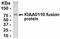 MAD2L1 Binding Protein antibody, NB100-75506, Novus Biologicals, Western Blot image 