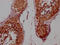 Cyclin E1 antibody, CSB-RA968740A0HU, Cusabio, Immunohistochemistry paraffin image 