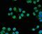 Na(+)/I(-) symporter antibody, orb11131, Biorbyt, Immunocytochemistry image 